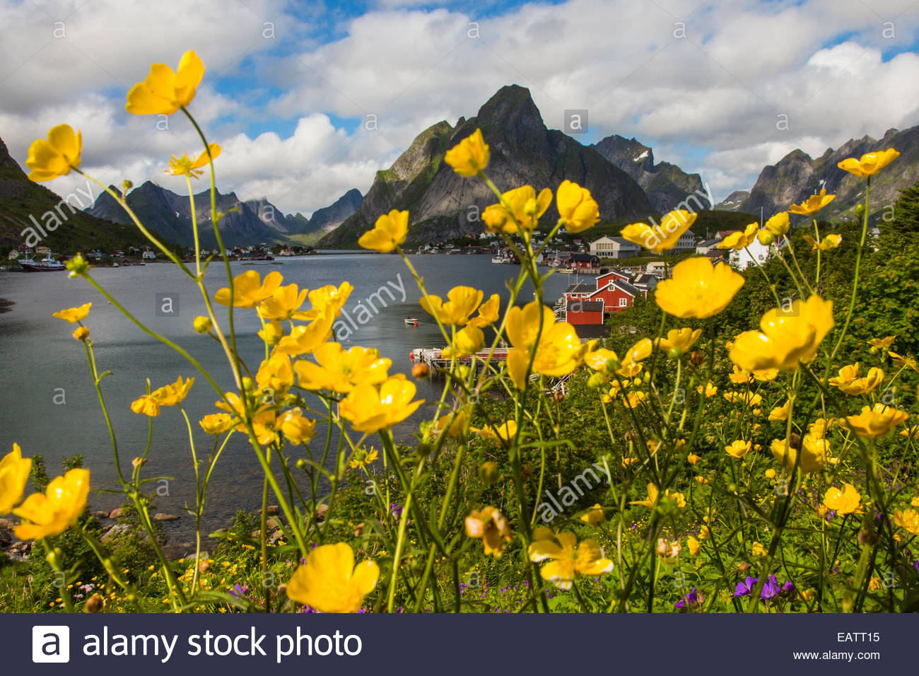View of a coastal town through buttercup wildflowers. Stock Photo