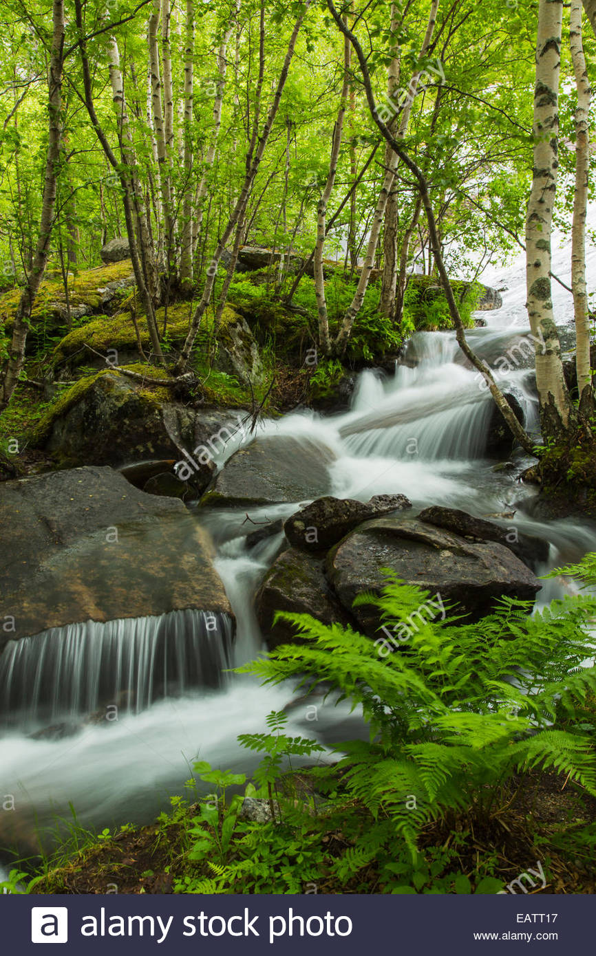 A waterfall cascades through a lush green forest Stock Photo - Alamy