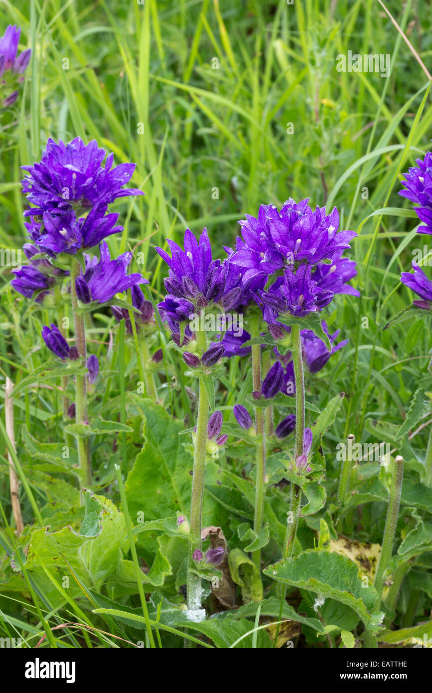 Clustered Bellflower (Campanula glomerata) at St Cyrus in Scotland. Stock Photo