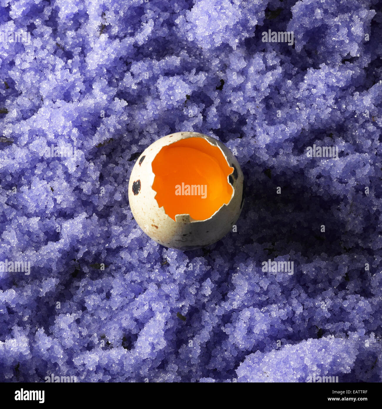 Quail egg filled with purple bath salt studio shot Stock Photo