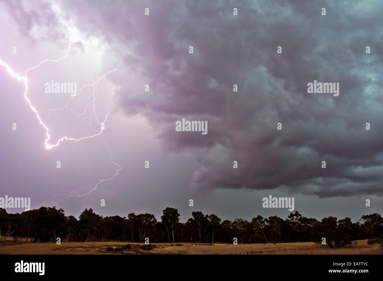 During thunder storms lightning can start fires in eucalyptus forests. Stock Photo