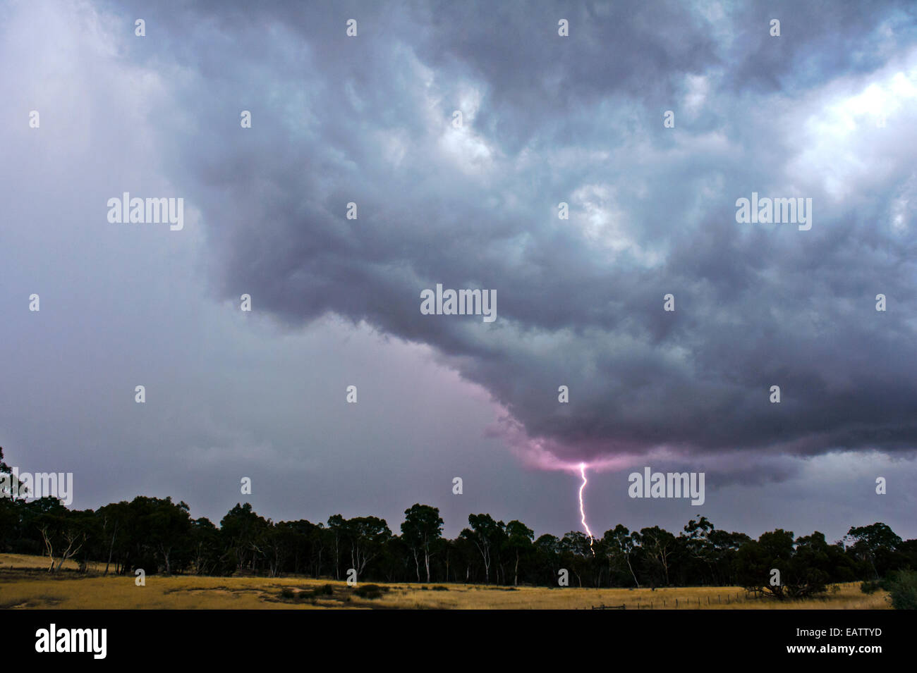 During thunder storms lightning can start fires in eucalyptus forests. Stock Photo