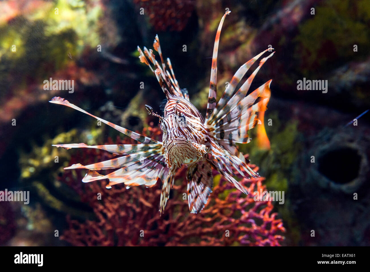 A Red Lion Fish displaying it's fins and venomous spines. Stock Photo