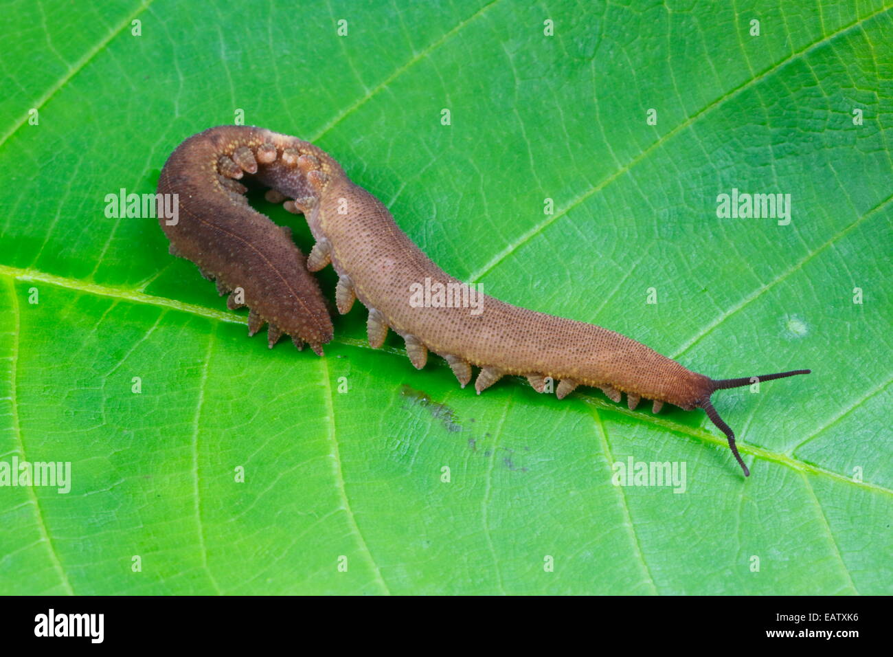 A velvet worm, Peripatidae family, crawling on a leaf. Stock Photo