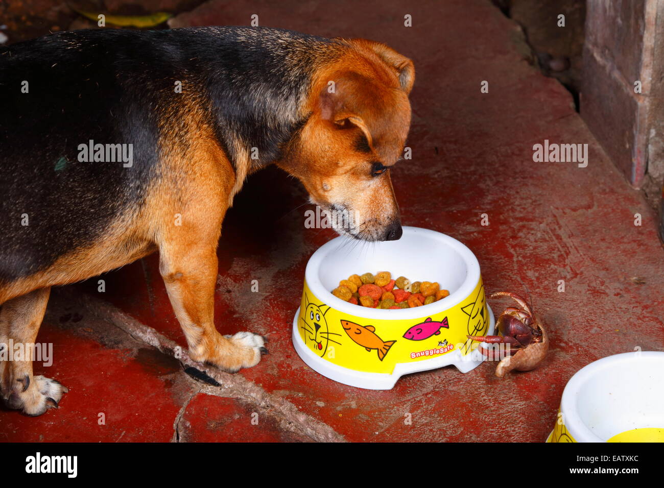 Food but a pet hires stock photography and images Alamy