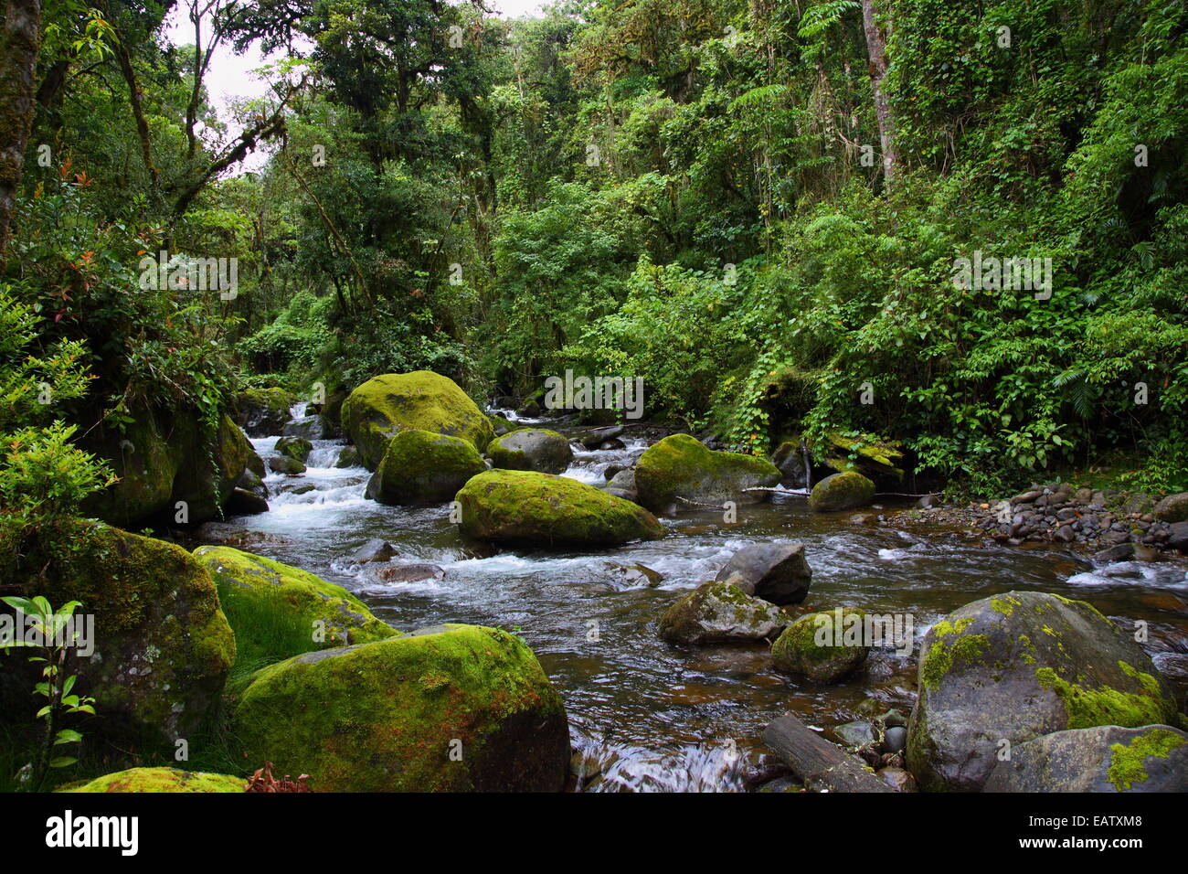 The Rio Savegre coursing through a lush scenic cloud forest. Stock Photo