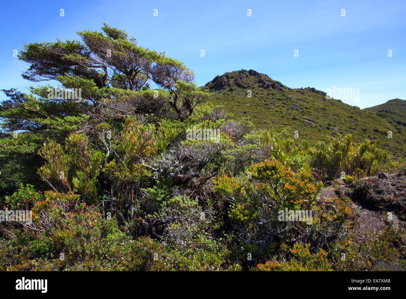 Adapted short vegetation at a high elevation of 9,000 feet. Stock Photo