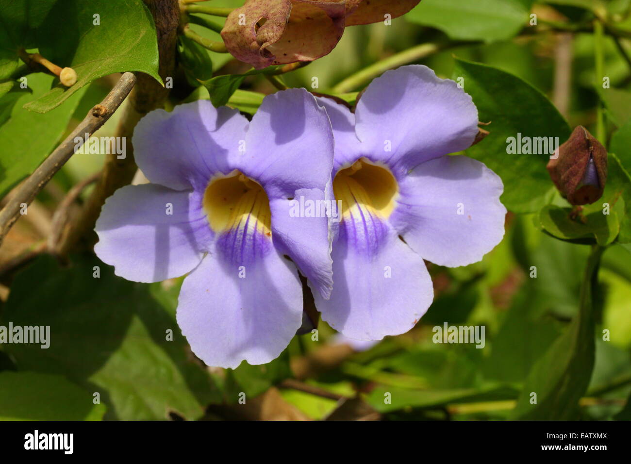 Close up of the purple flowers of sky vine, Thunbergia grandiflora. Stock Photo