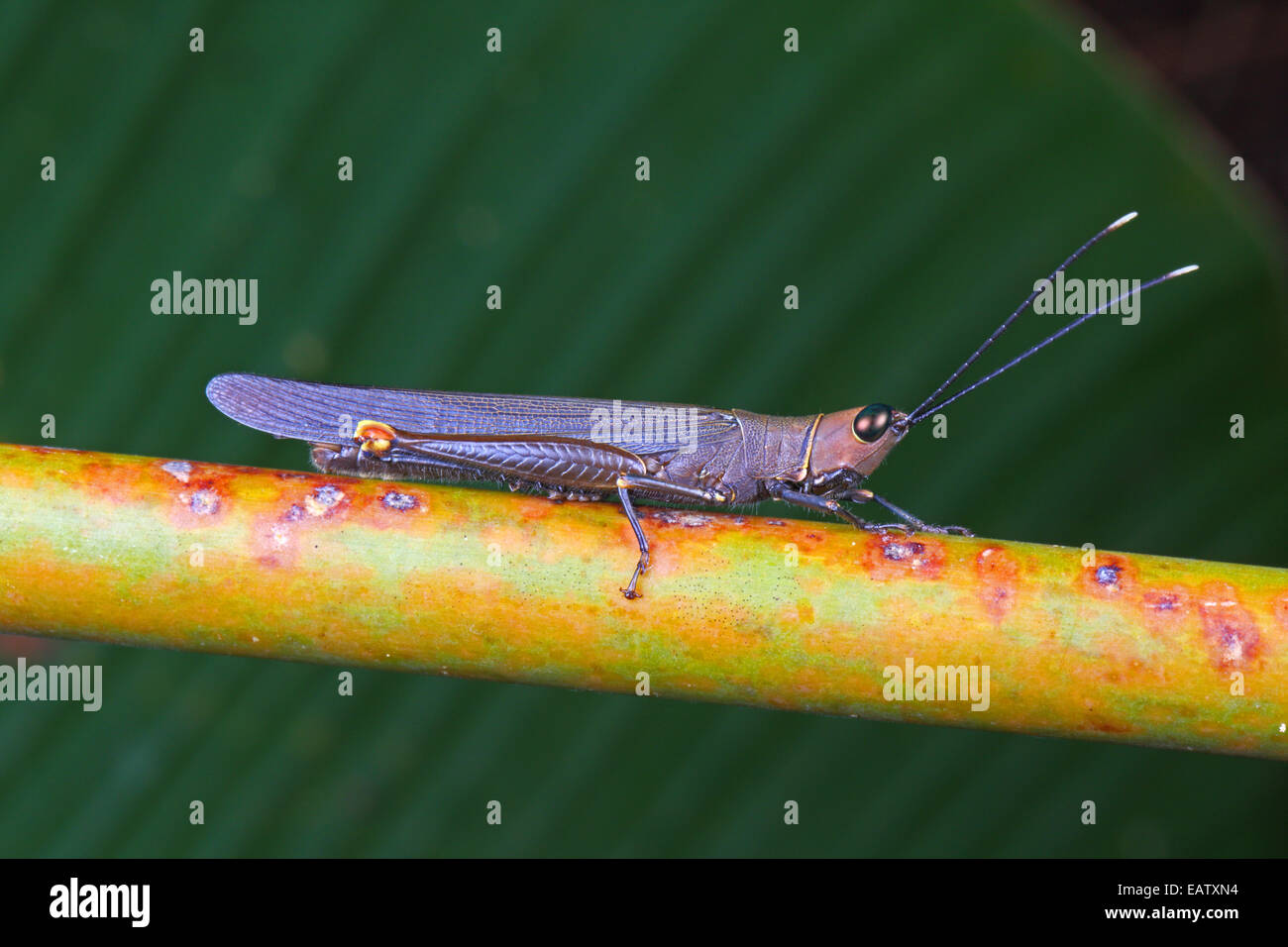 An unusual elongated brown grasshopper on a plant stem. Stock Photo