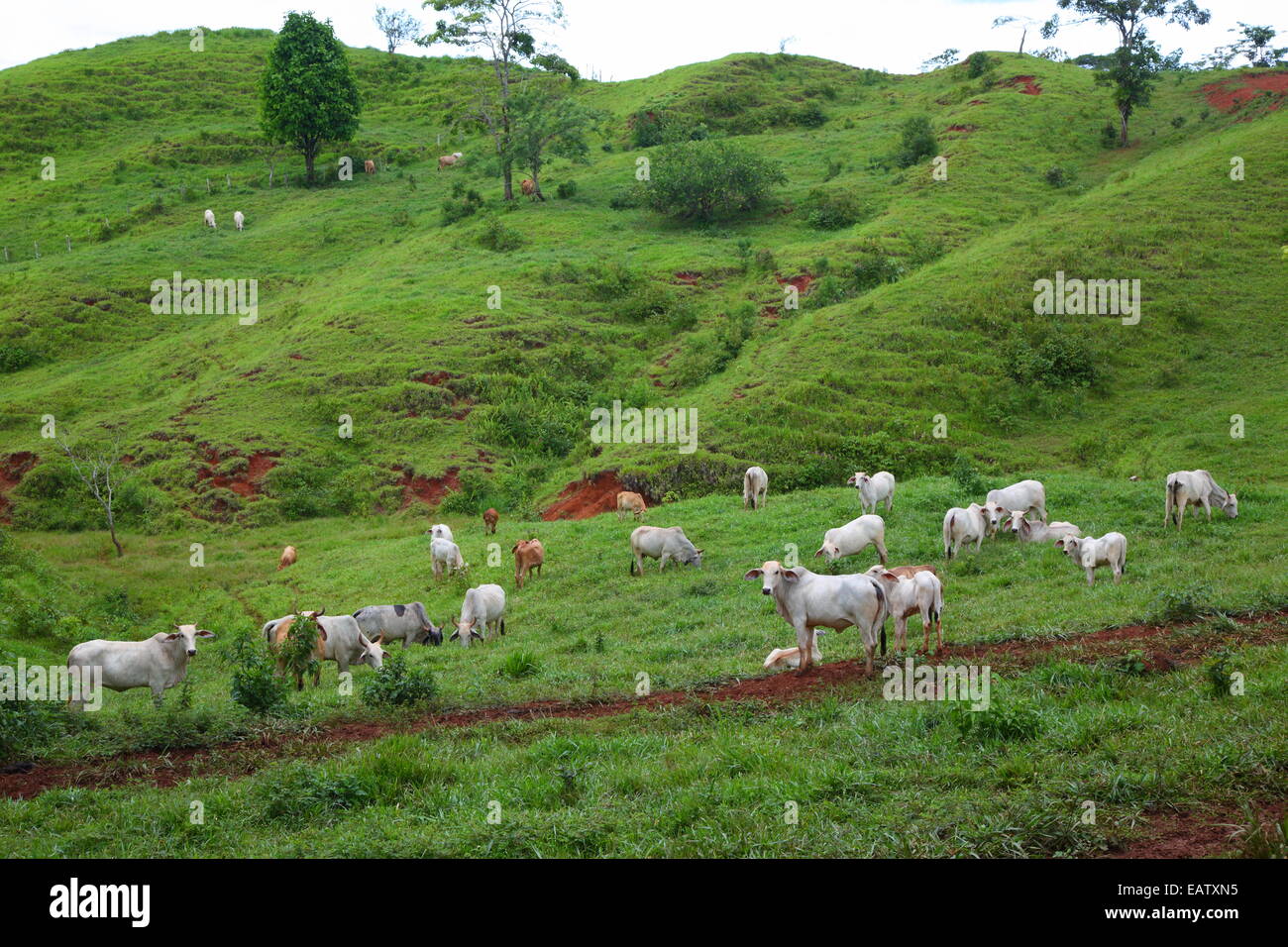 Brahma cattle grazing in the highlands of Costa Rica Stock Photo - Alamy