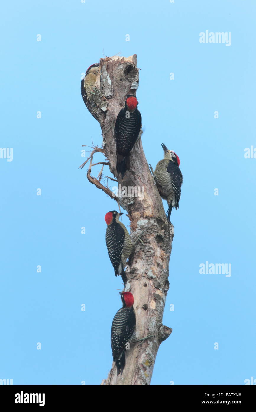 Black-cheeked woodpeckers, Melanerpes pucherani, hunting on a dead tree. Stock Photo