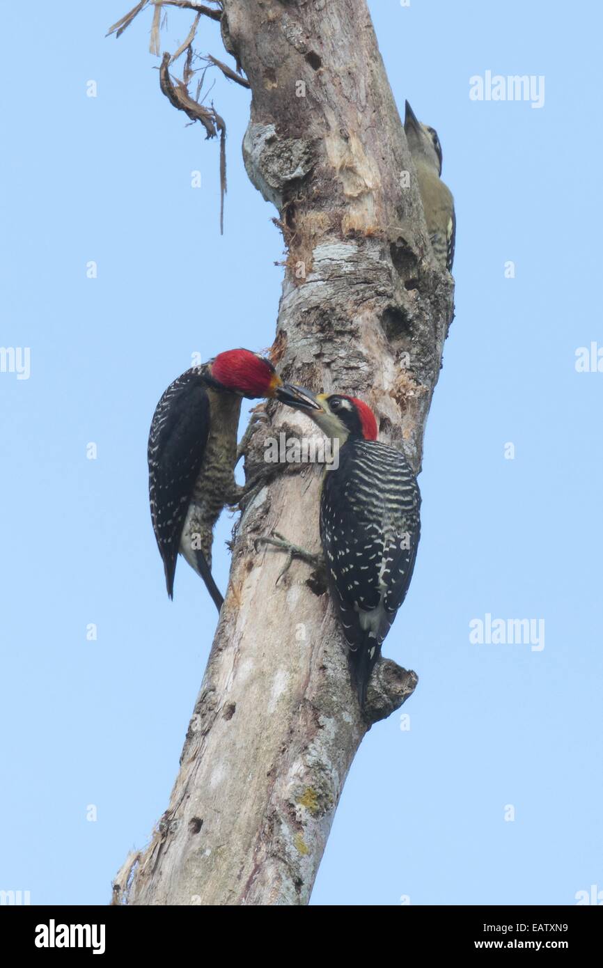 A black-cheeked woodpecker, Melanerpes pucherani, feeding another. Stock Photo