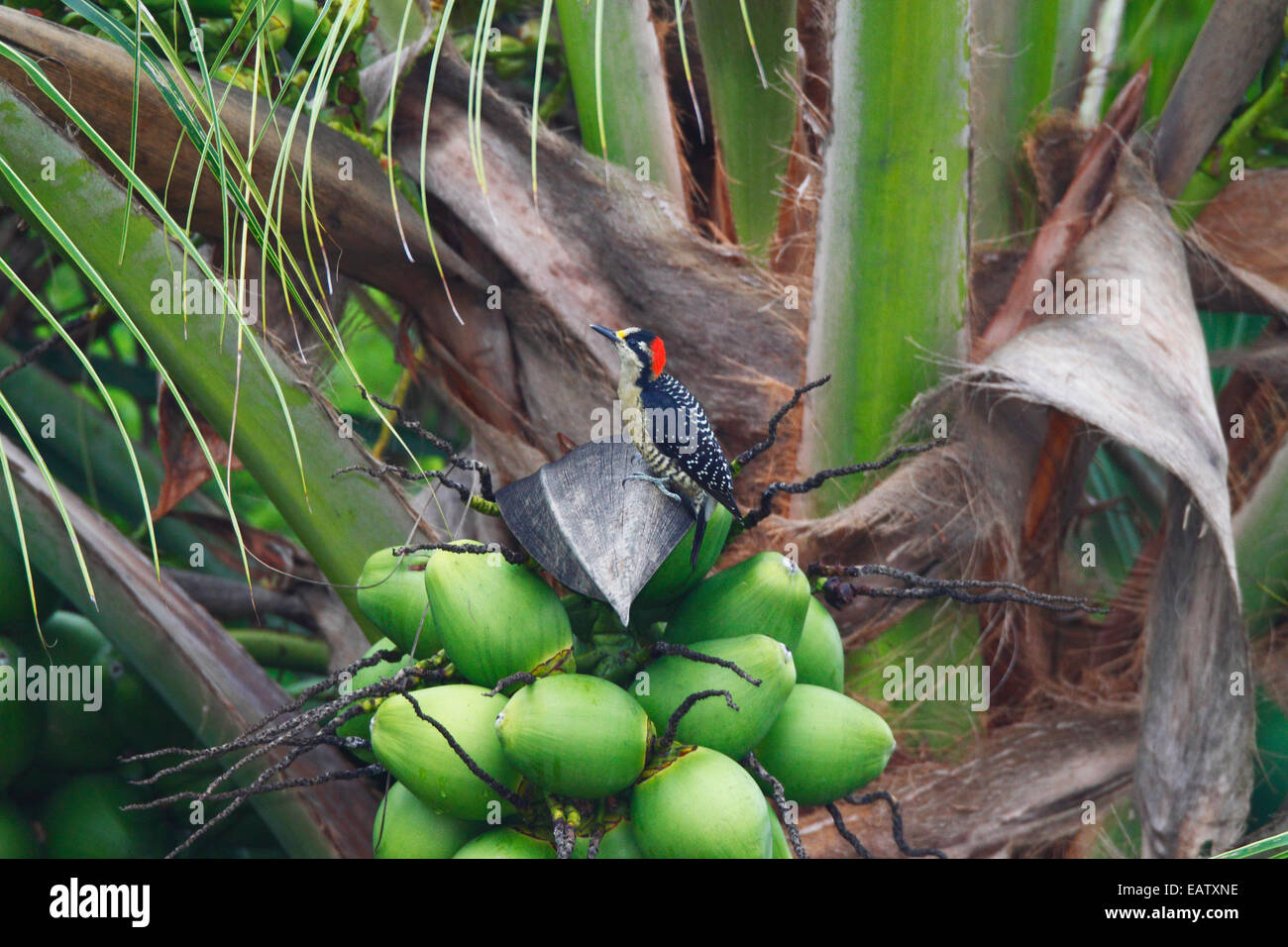 A black-cheeked woodpecker, Melanerpes pucherani foraging among coconuts. Stock Photo