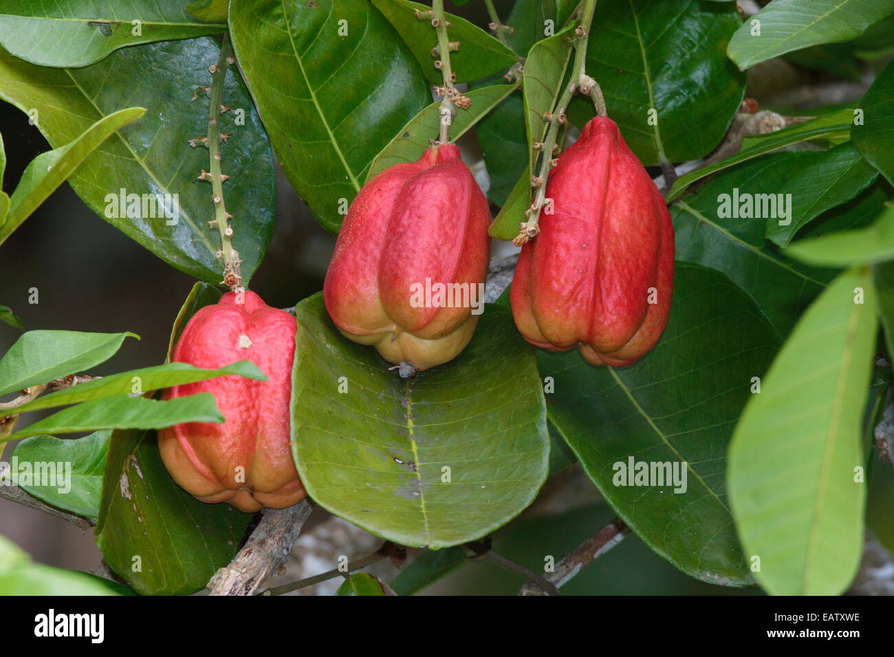 Ackee fruit, Blighia sapida, hanging high in a tree. Stock Photo