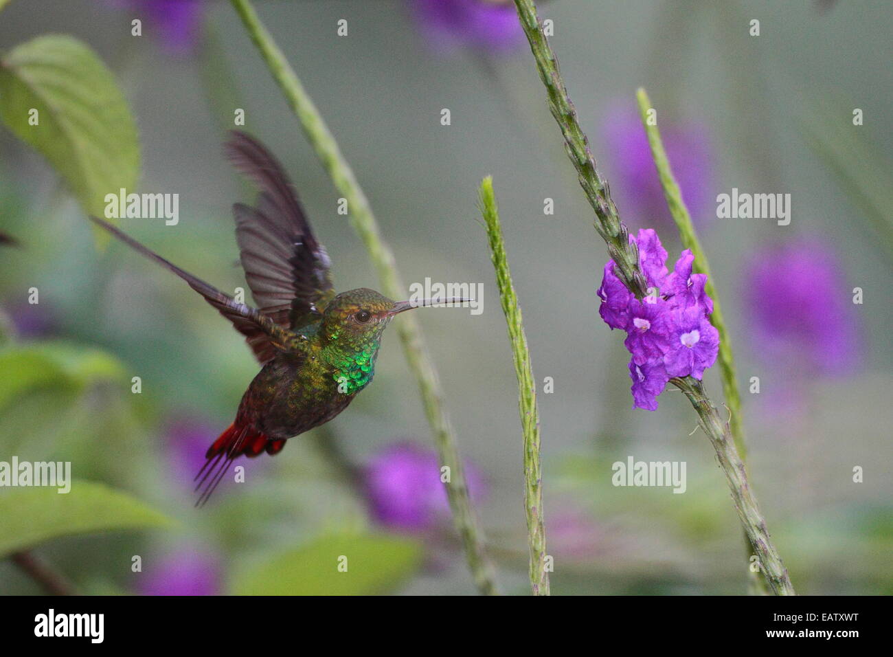 A rufous-tailed hummingbird, Amazilia tzacatl, foraging on purple flowers. Stock Photo