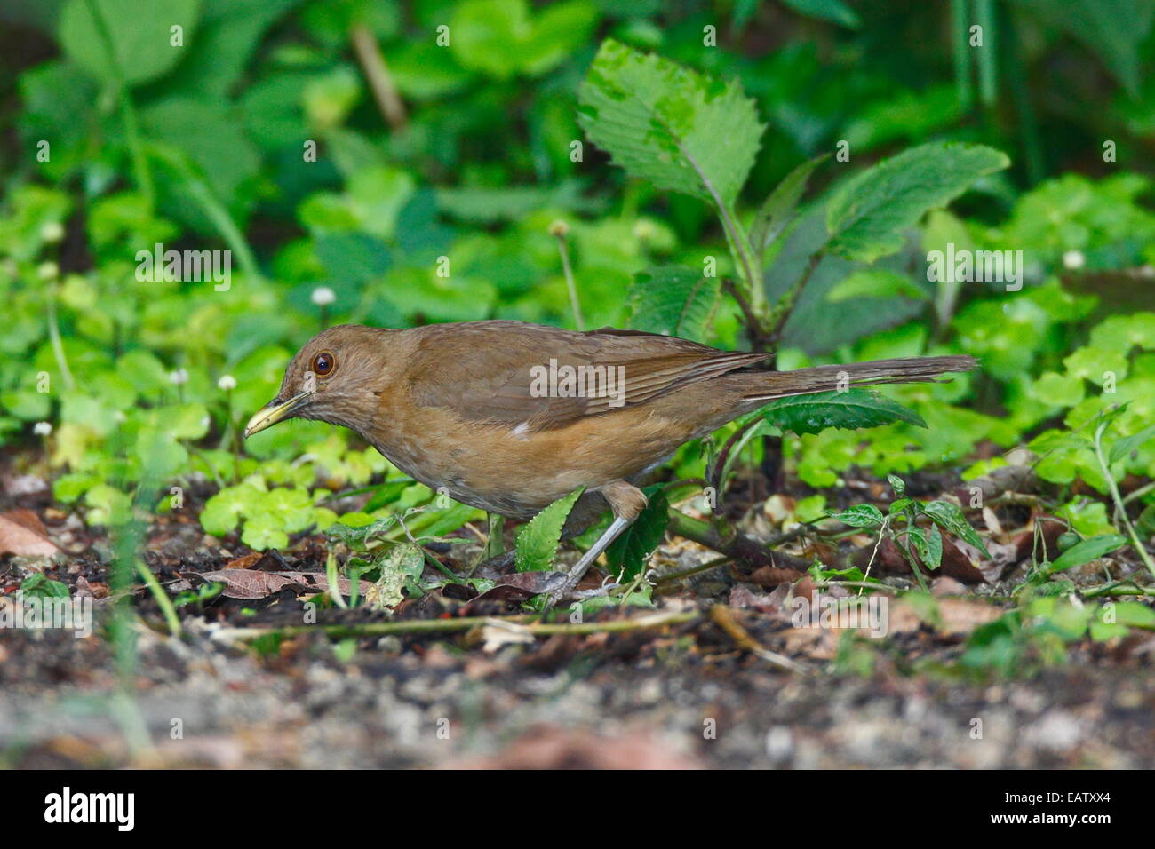 Costa Rica's national bird, a clay colored robin Turdus grayi, foraging. Stock Photo