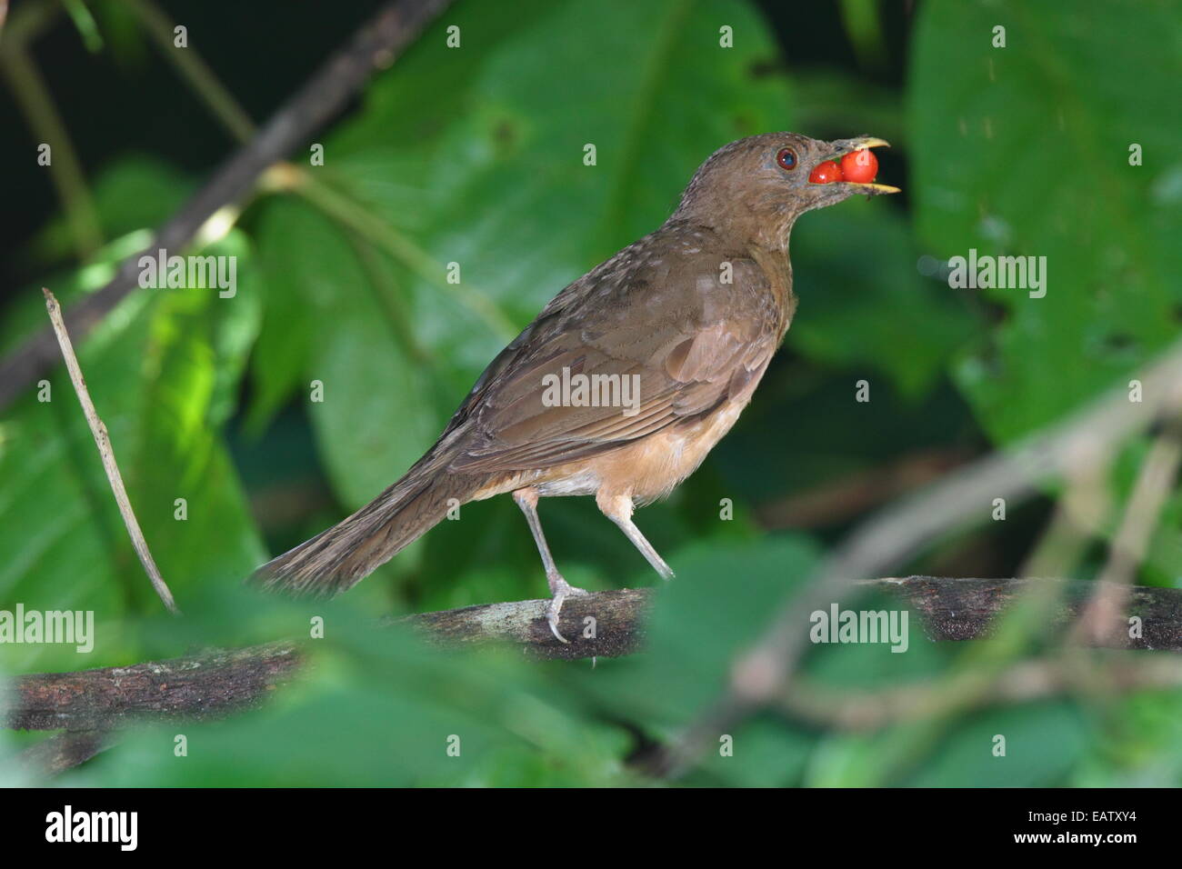 Costa Rica's national bird, the clay colored robin, Turdus grayi, foraging. Stock Photo
