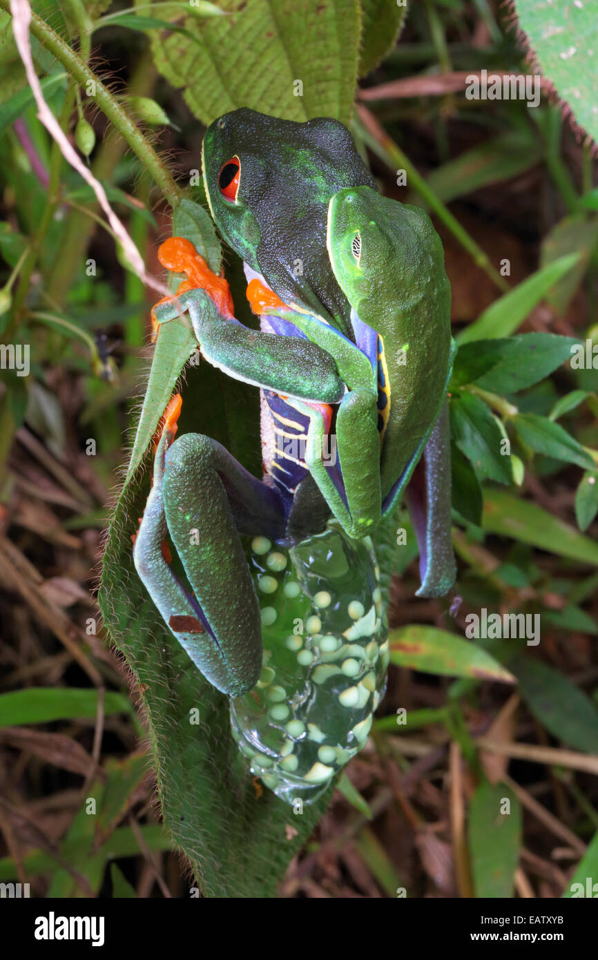 Ond Odysseus komedie Frogs mating and laying eggs hi-res stock photography and images - Alamy