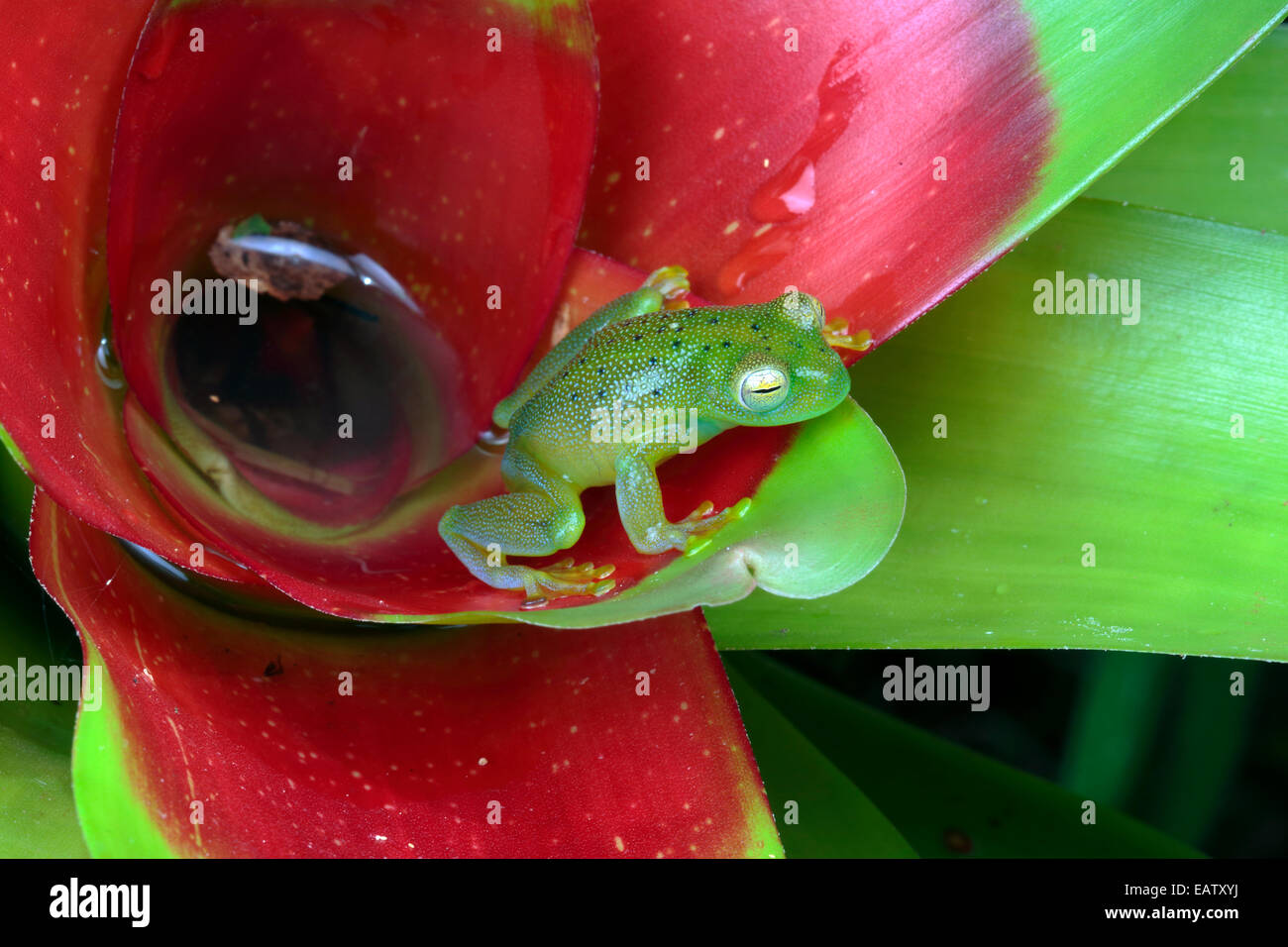 An emerald glass frog, Centrolene prosoblepon, peers from a bromeliad. Stock Photo