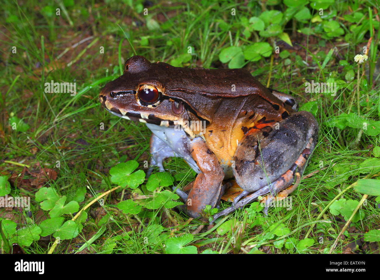 A smoky jungle frog waiting to ambush prey at night. Stock Photo