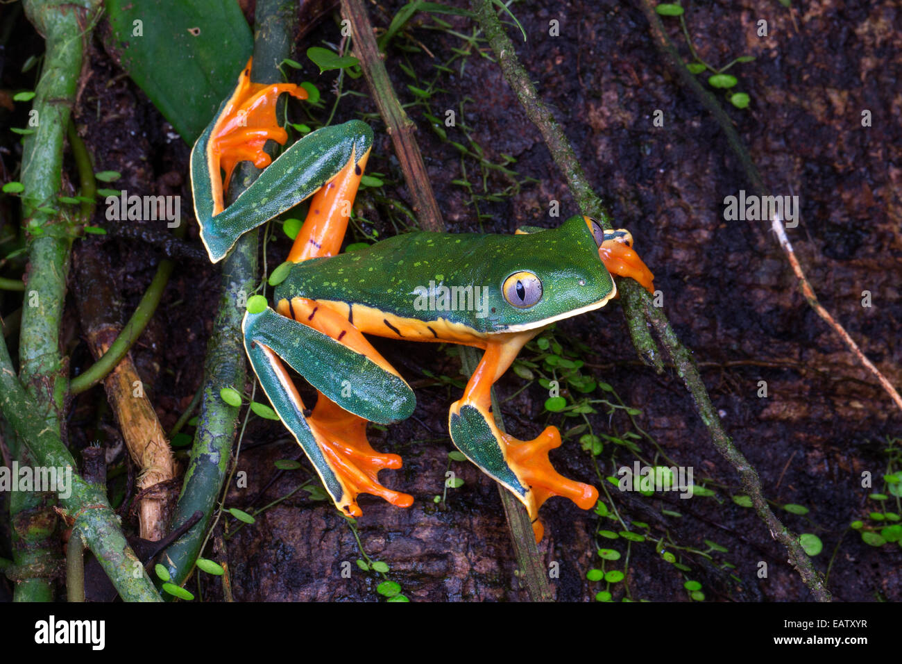 A splendid leaf frog, Cruziohyla calcarifer, foraging in a rain forest. Stock Photo