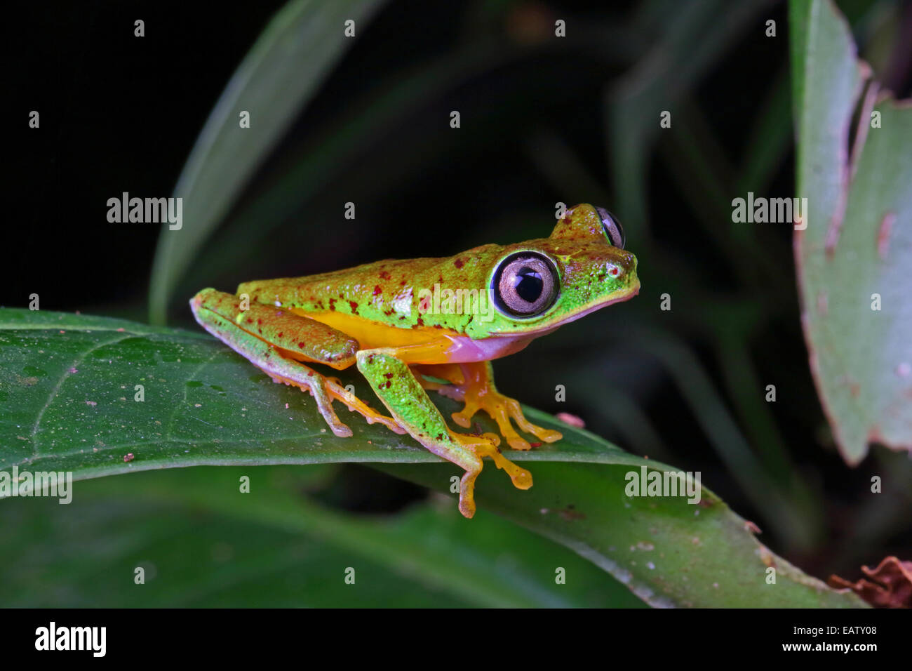 The lemur tree frog, Agalychnis lemur, is a critically endangered frog. Stock Photo