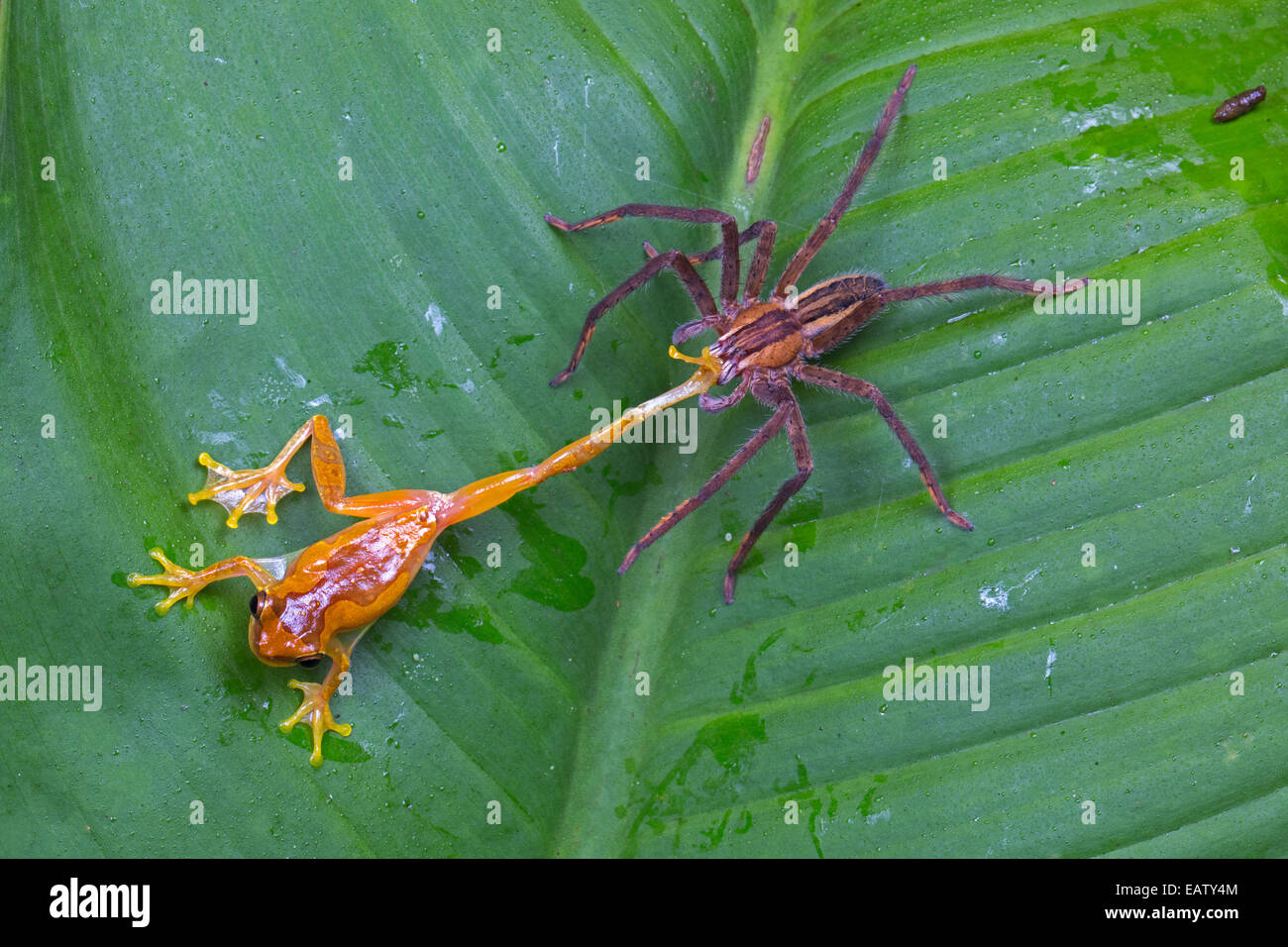 A wandering spider, Cupiennius getazi, attacking an hourglass tree frog, Dendrosophus ebrecattus. Stock Photo