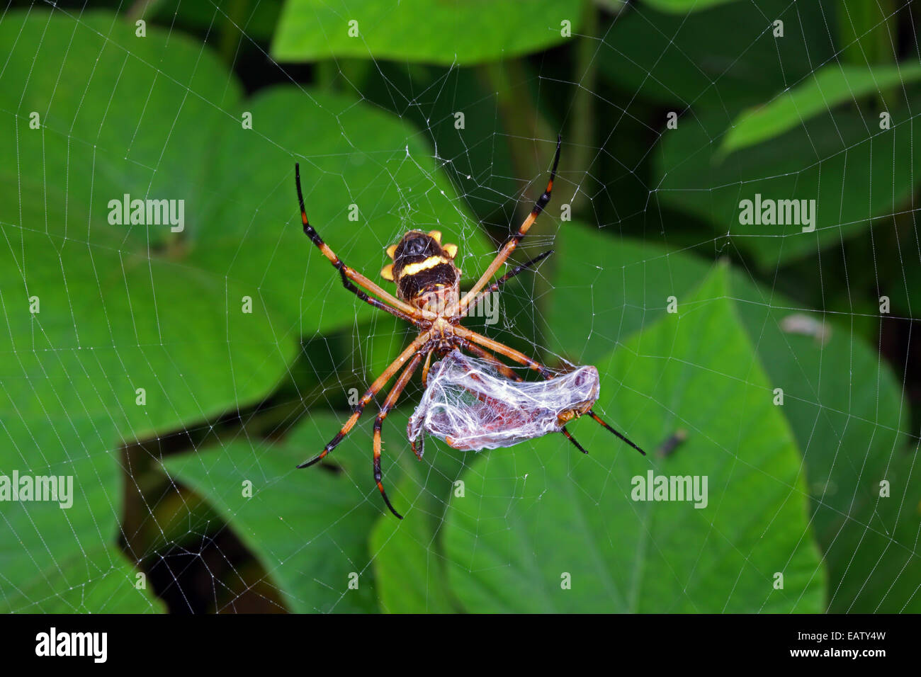 An argiope spider, Argiope argentata, wrapping a grasshopper in silk. Stock Photo