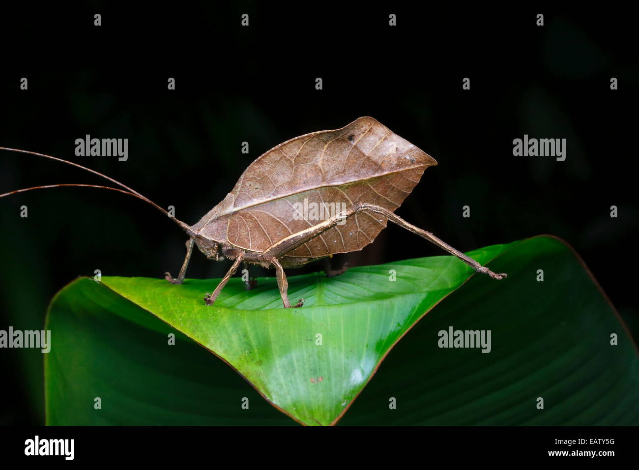 Portrait of a dead leaf mimic katydid, Tettigoniidae species. Stock Photo