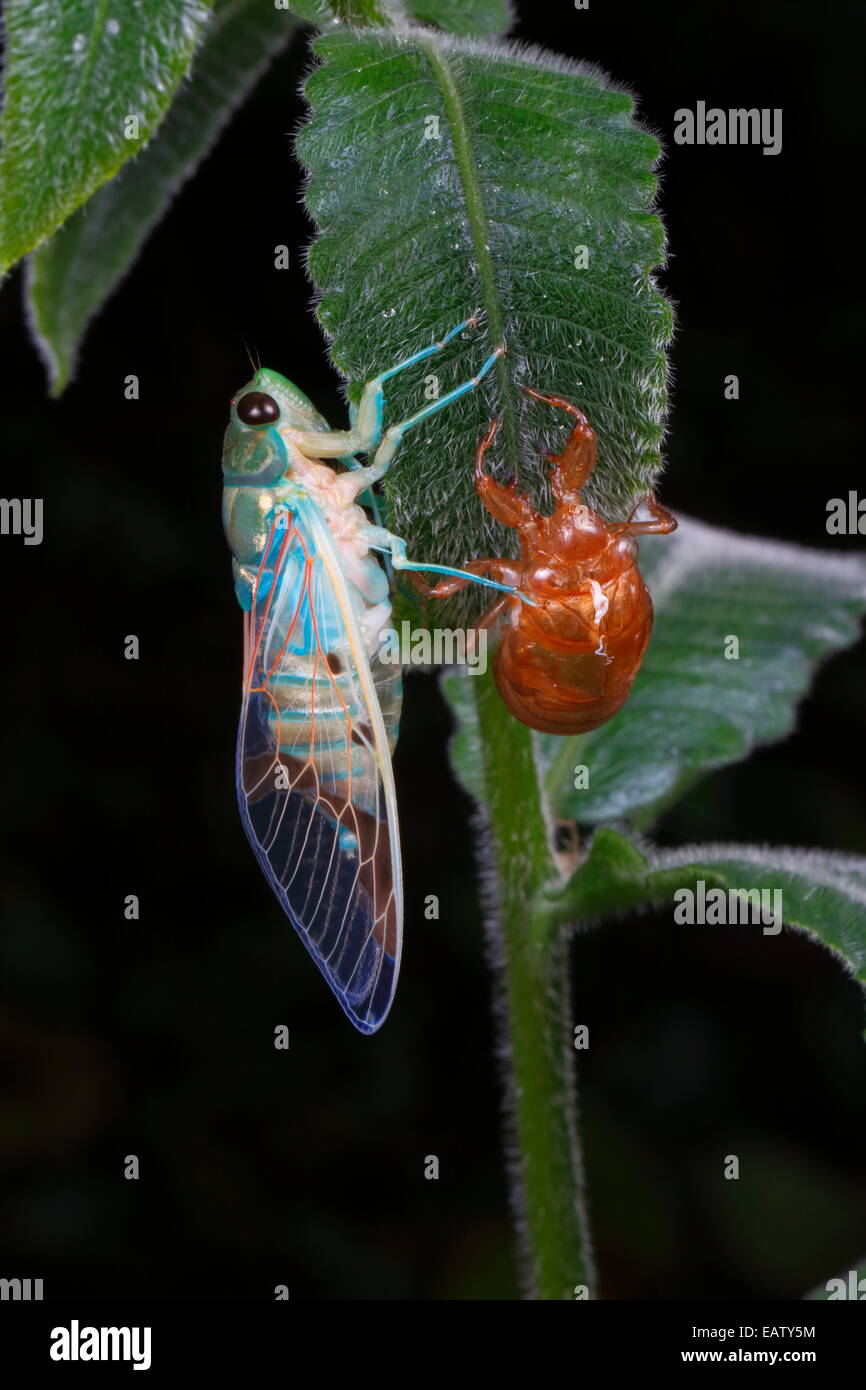 A blue cicada newly emerged from its nymph exoskeleton, drying its body. Stock Photo