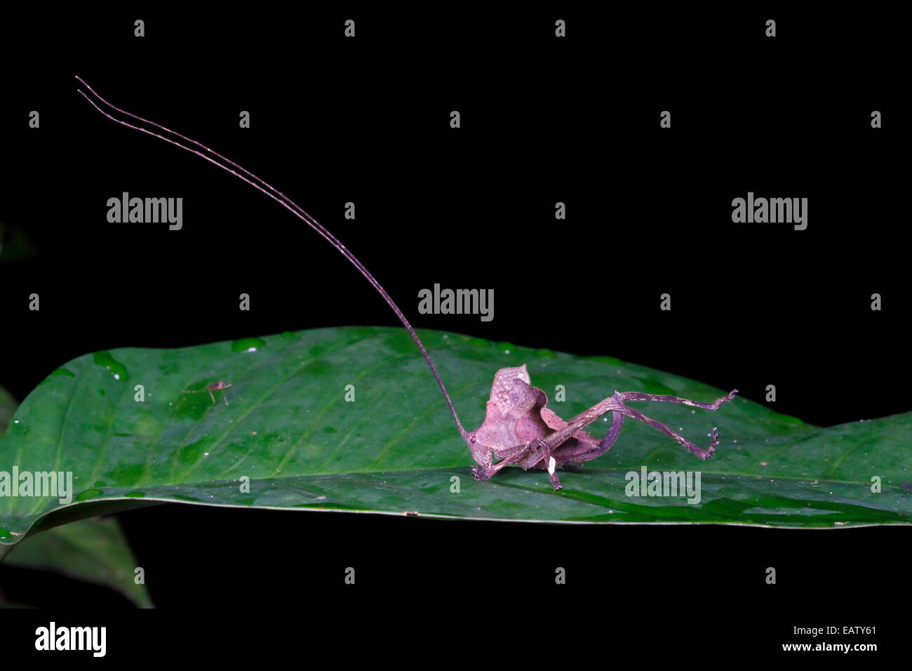 Portrait of a dead leaf mimic katydid, Tettigoniidae species. Stock Photo
