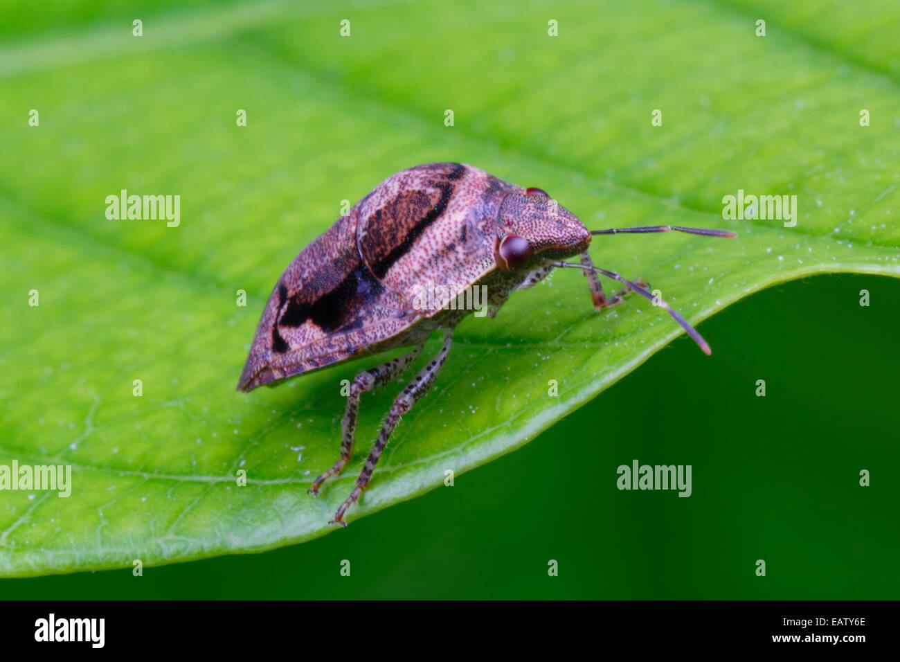 A tiny shield bug nymph crawling on a leaf. Stock Photo