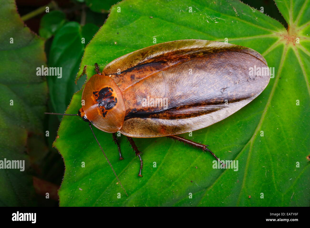 A giant cockroach, Archimandrita tessellata, foraging on a leaf in the rain forest. Stock Photo