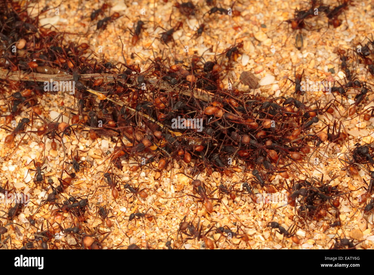Army ants, Eciton species, dismembering a small animal on a jungle trail. Stock Photo