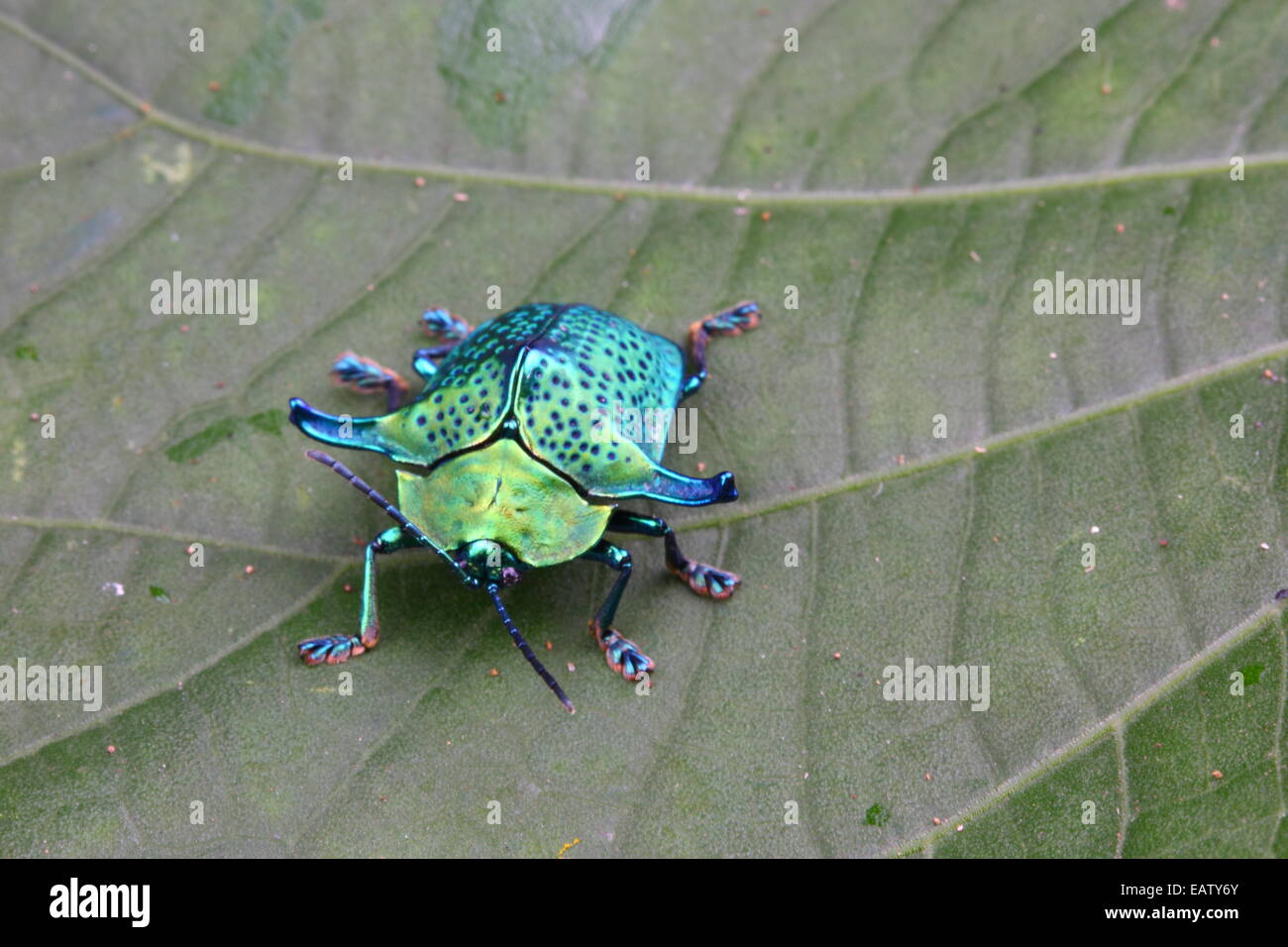 A green leaf beetle, Omocerus casta coeruleopunta, crawling on a leaf. Stock Photo