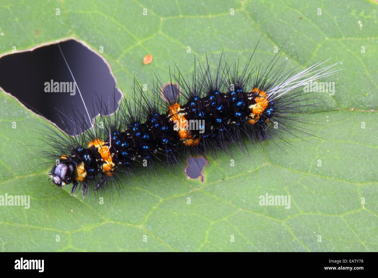 A fuzzy gold and blue-banded caterpillar crawling on a leaf. Stock Photo
