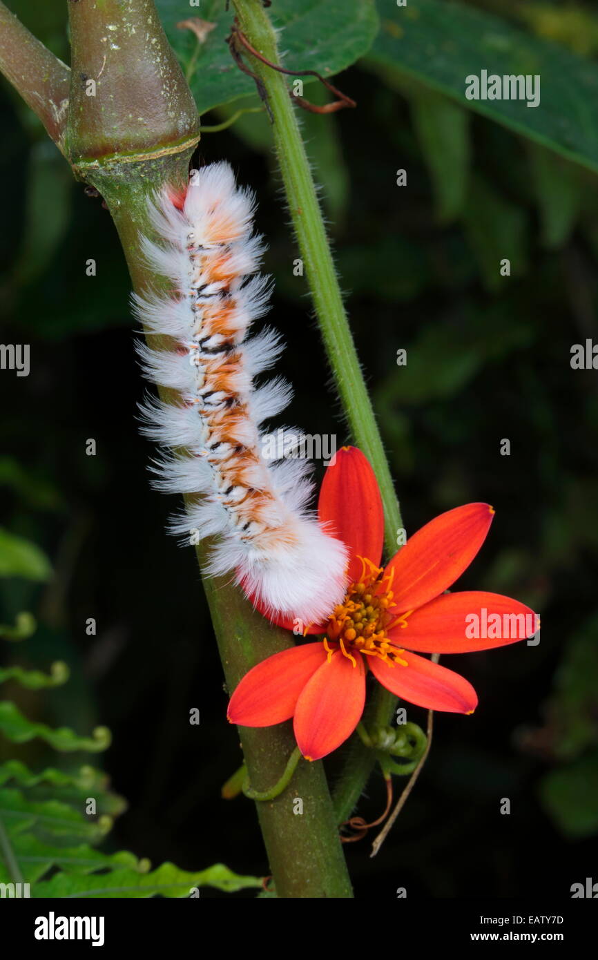 A Caterpillar Is A Fuzzy High Resolution Stock Photography And Images Alamy