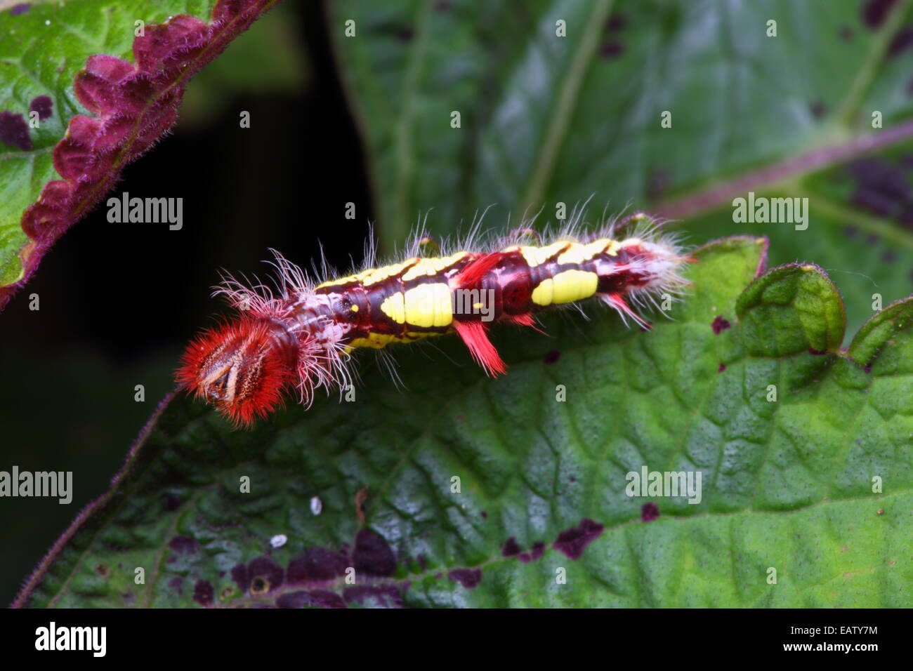 Blue morpho caterpillar hires stock photography and images Alamy