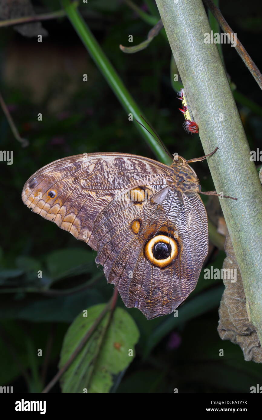 Blue morpho caterpillar hi-res stock photography and images - Alamy