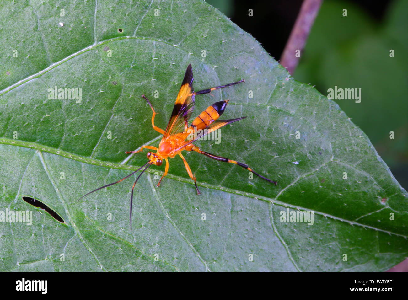 An orange-colored wasp, Hymenoptera species, foraging on a leaf. Stock Photo
