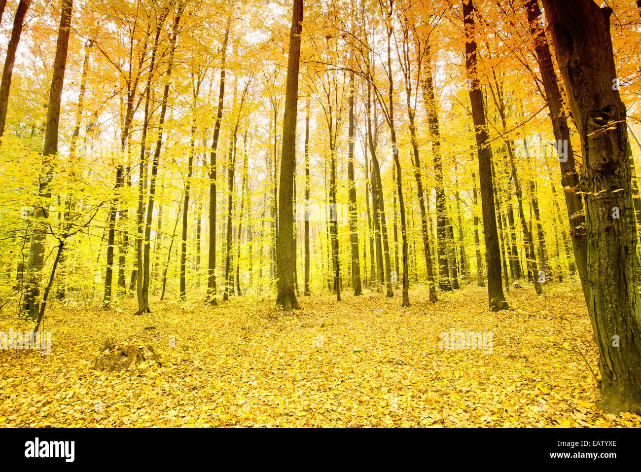 Beautiful colorful autumn leaves in the forest Stock Photo - Alamy