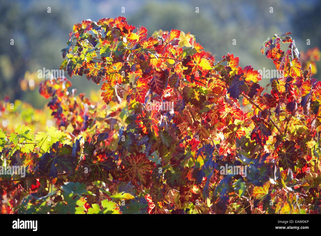Beautiful views of the vineyards in the famous Napa Valley wine country