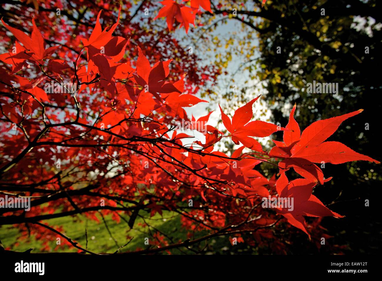 Maple tree, also known as Acer tree, in autumn bloom. Red Acer leaves ...