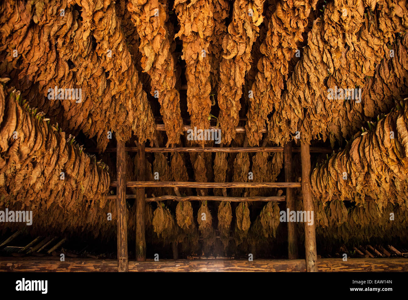 Drying tobacco leaves in a shed in Vinales Cuba Stock Photo