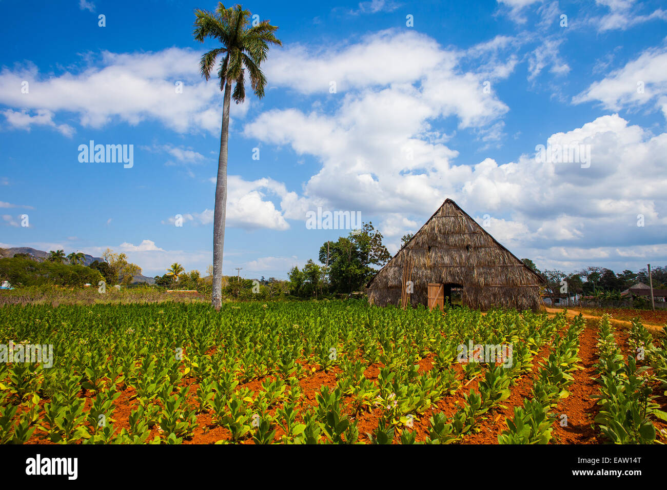 Drying shed and tobacco plantation in Vinales Cuba Stock Photo