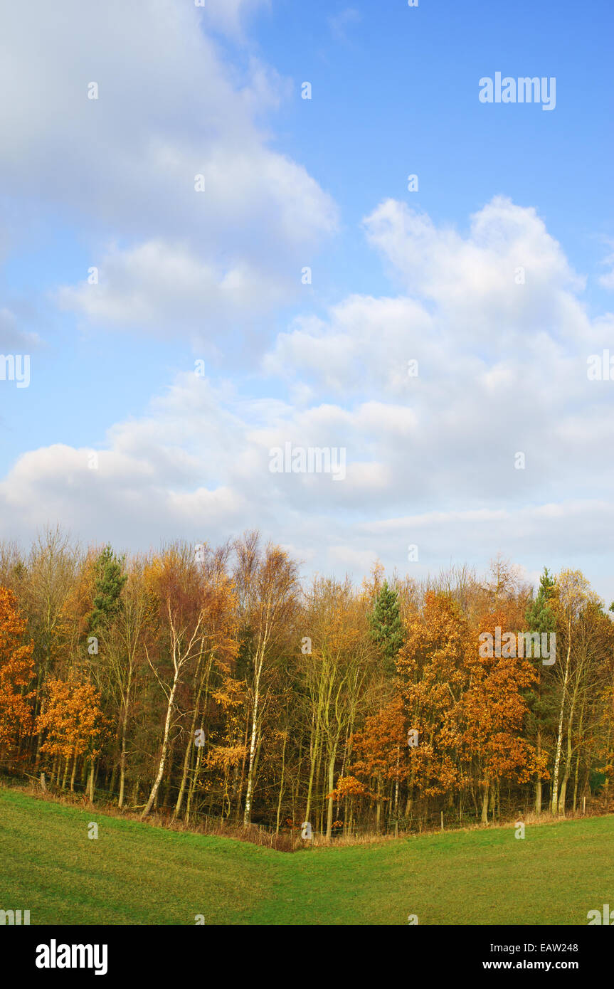 Late autumn colour in a stand of trees near Penshaw, north east England UK Stock Photo