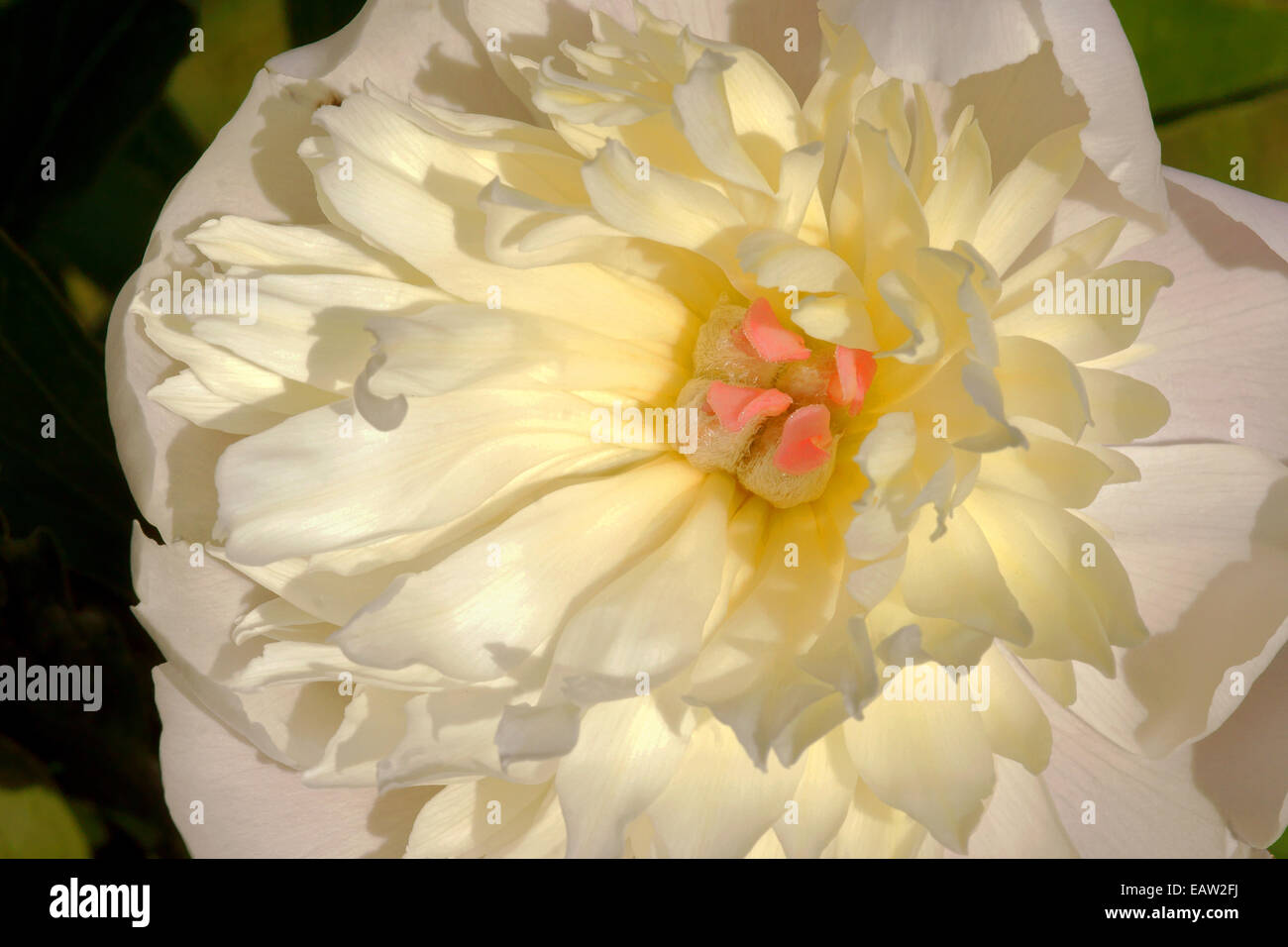 creamy peony petals Stock Photo