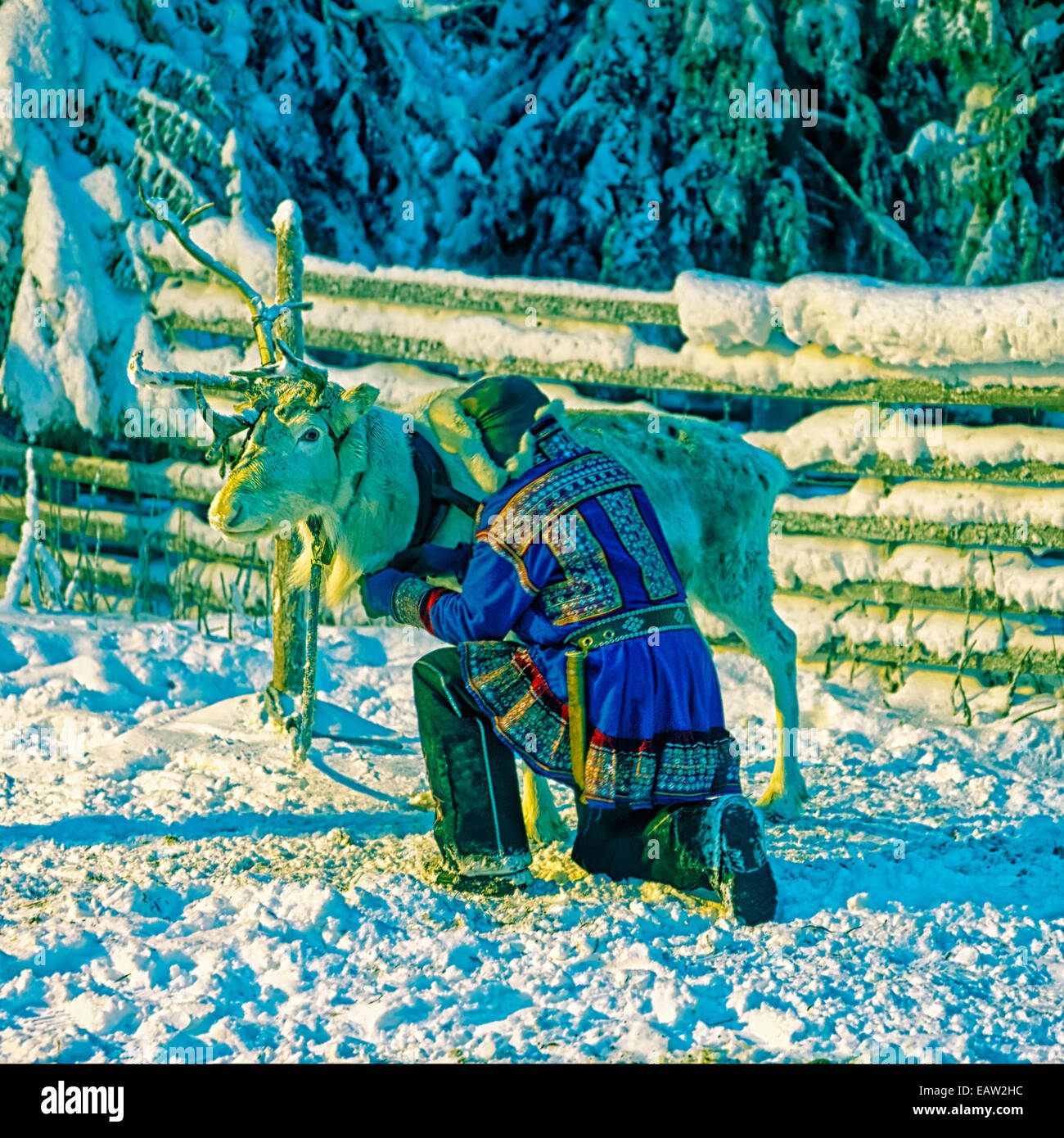 White reindeer with herder in winter lapland in national traditional