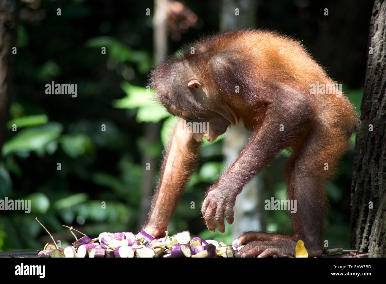 Orangutans at sanctuaries in Malaysia Stock Photo
