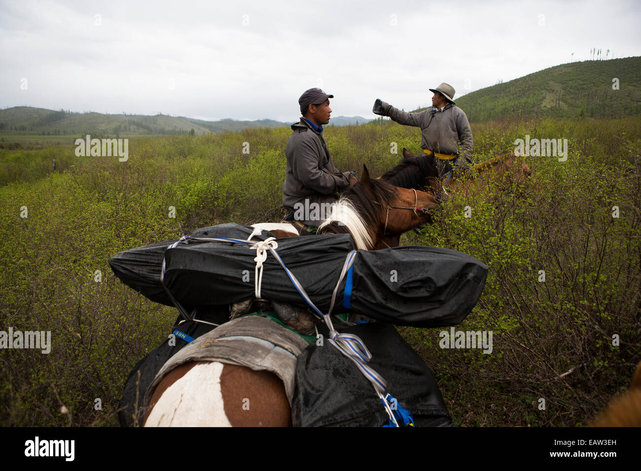 The Mongolian horsemen search for a way through thick bushes in remote northern Mongolia whilst transporting expedition gear. Stock Photo